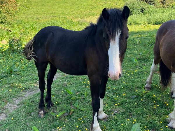 Yearling gelding for sale