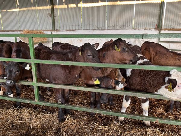Reared Heifer Calves