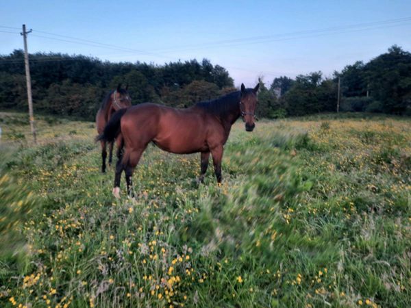 6 yold mare 15h