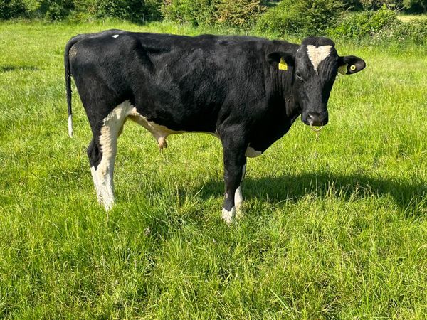 Holstein Friesian Bulls High EBI325-385