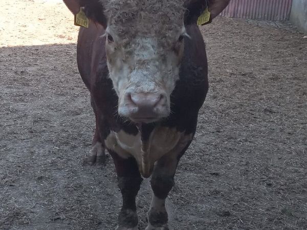 PB Hereford Bull east calving