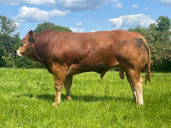 Exceptional Limousin Bull
