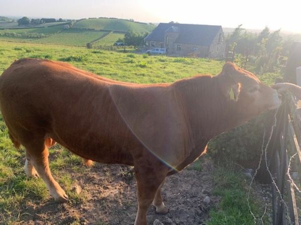 Limousin Bull for sale