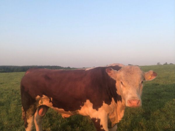HEREFORD BULL FOR SALE