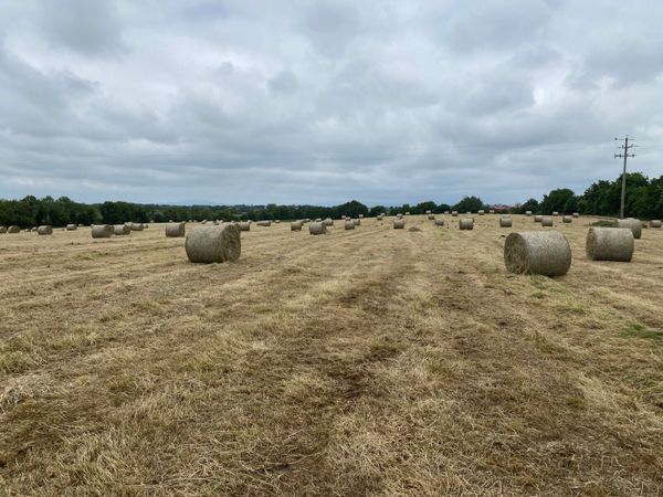 Great quality Hay  100 round bales