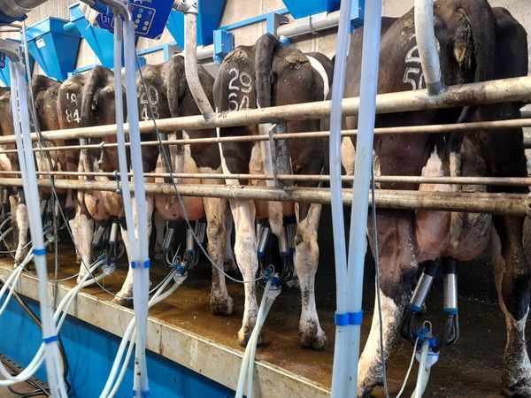 50 milking Cows for sale