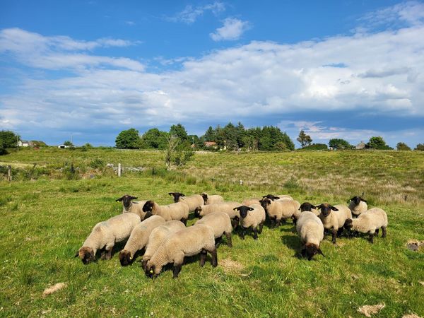 Suffolk lambs