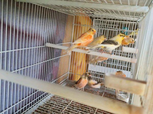 Canaries  /breeding Cag