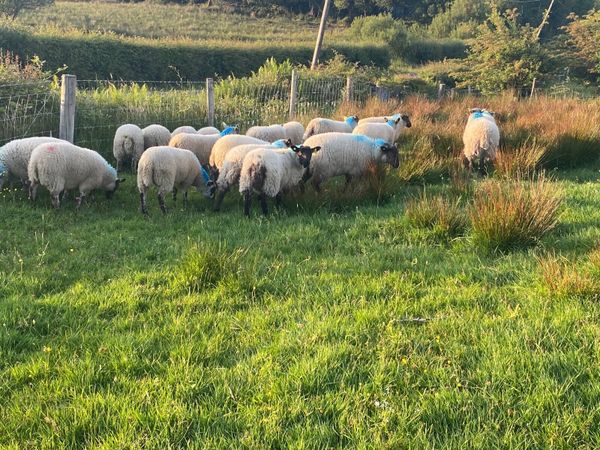 20 Super Ewe Lambs