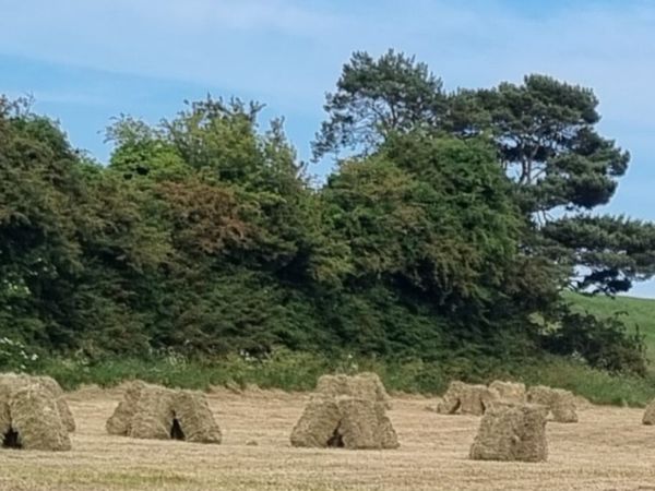 Small square bales of hay