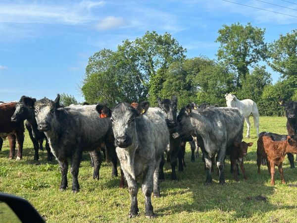 Blue grey cows and calves