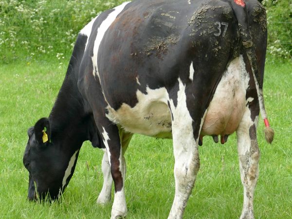 Carnaross Dairy Sale-96 Cows in Milk 56 Calves