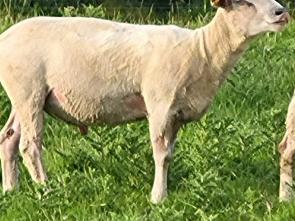 Year old ram for sale  for breeding