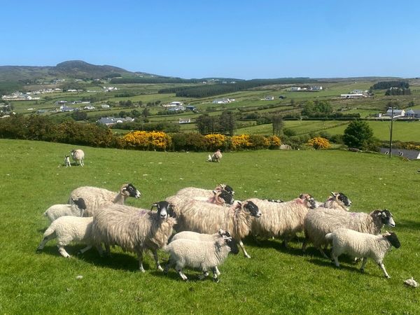 10 horned ewes with lambs at foot