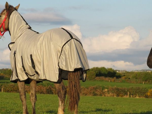 Lots of Fly Rugs - delivery Nationwide