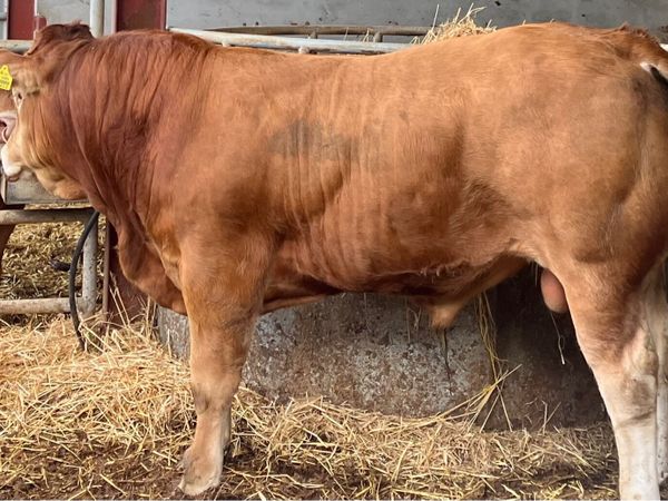 14 month PBR Limousin Bull