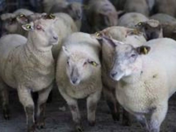 Coolaney Sheep Sales Co.Sligo