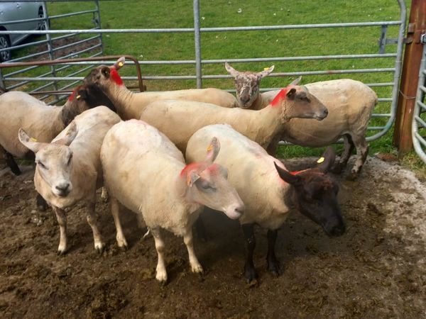 7 Ewes for sale