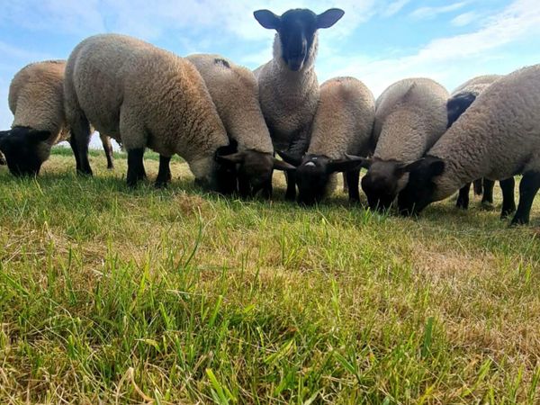 New Zealand Suffolk Ram Lambs