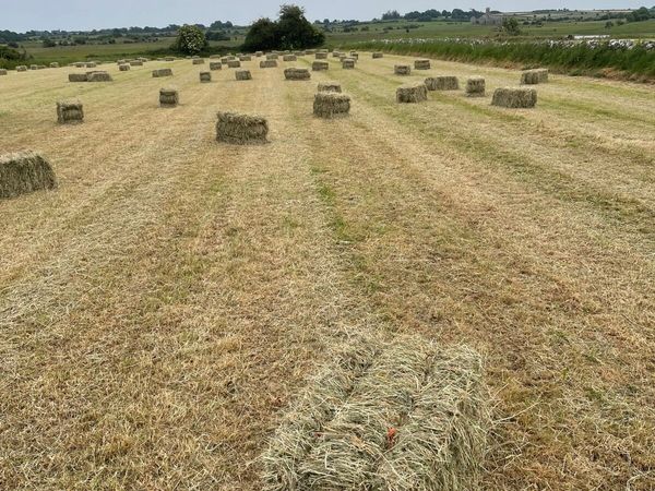 Square bales of hay