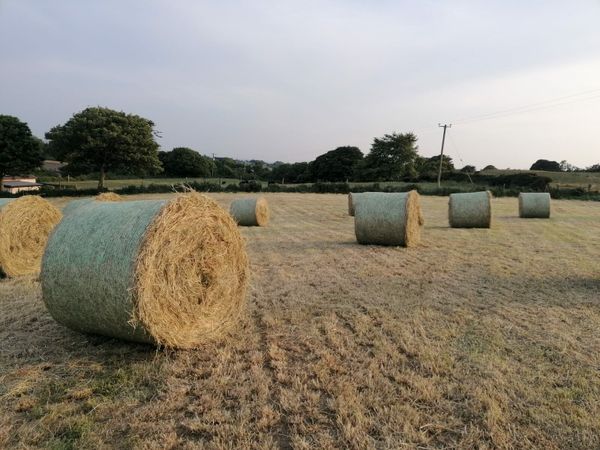 14 bales of first crop hay
