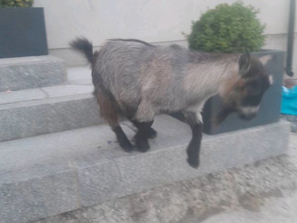 Male Pygmy Goat For Sale