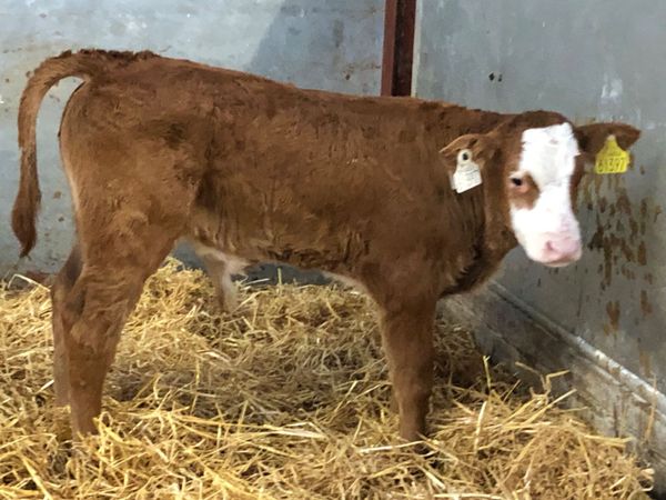 3 smashing continental bull calves for sale