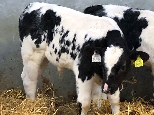 4 super Belgium blue calves for sale