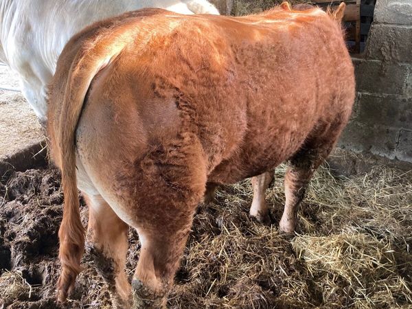 Super pedigree Limousin Bull