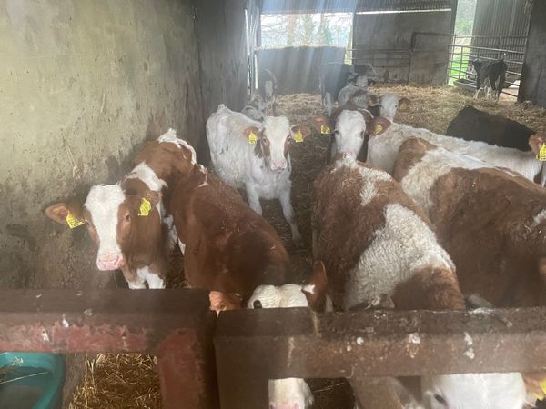 Fleckveigh bull Calves for sale Off milk