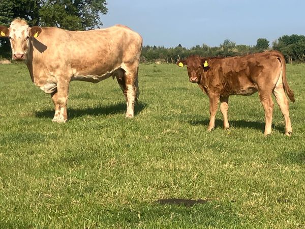 Second calved charlois cow and heifer calf
