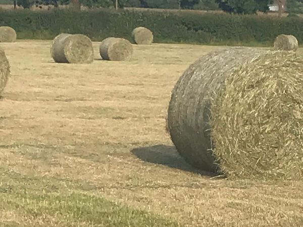 Organic Hay Bales For Sale