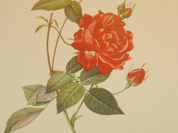 Rosa Indica Cruenta Vintage Botanical Print