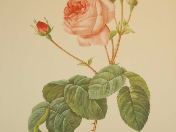 Rosa Multiflora Bullata Vintage Botanical Print