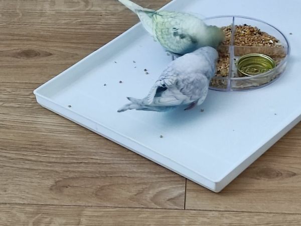 2 budgies both 2 months old