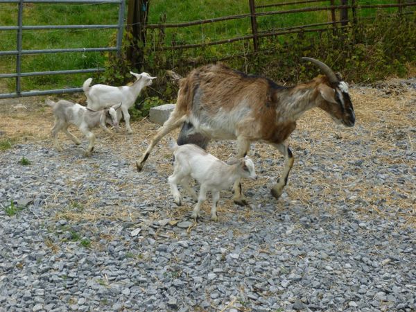 Two Kid Goats for sale