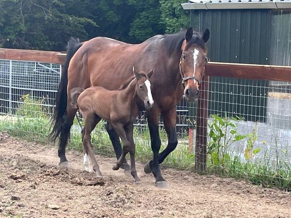 Proven Broodmare with foal @ foot.