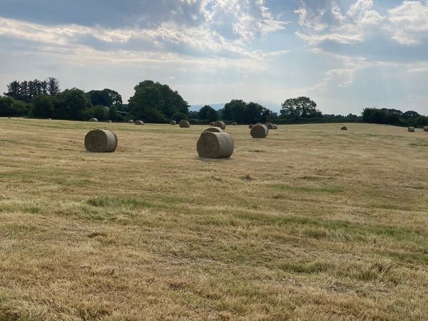 Round bales of Hay