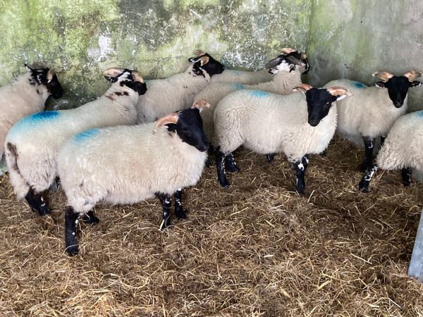 16 Ram lambs