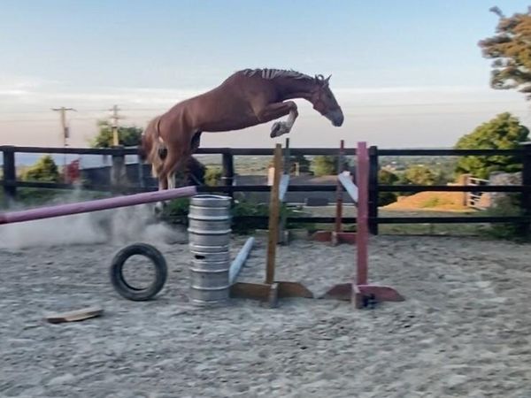 4 year old show jumper