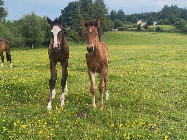 13.2 Pony and her foal by Cornerado VDL!