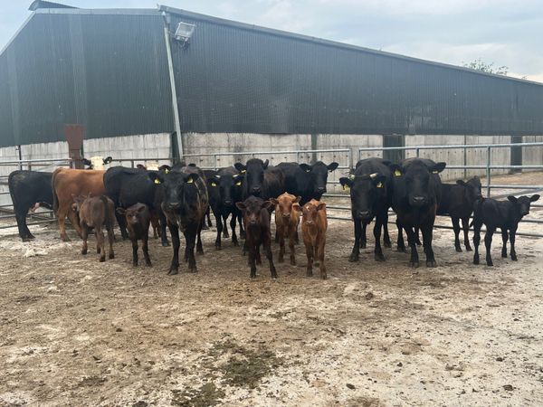 10 Young Cows & Calves At Foot
