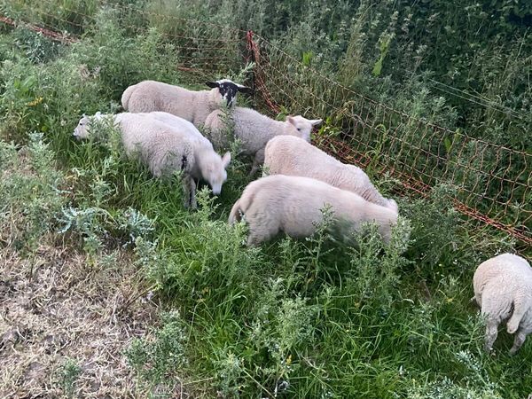 7 lambs for sale