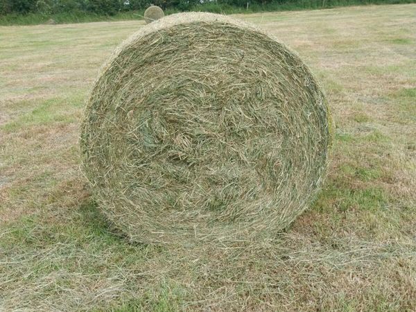 50 bales of hay