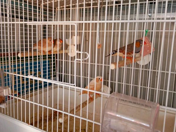 4 zebra finches and cage