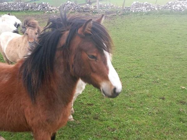 2 Welsh type ponies