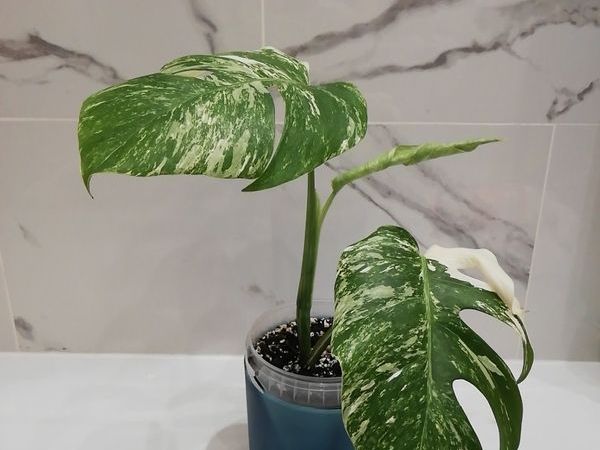 Monstera Albo Variegated - house plant - indoor plant