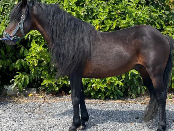 Hackney stallion