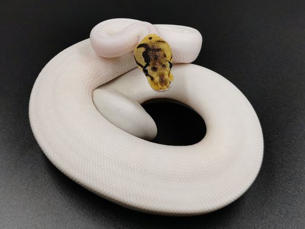 Royal pythons