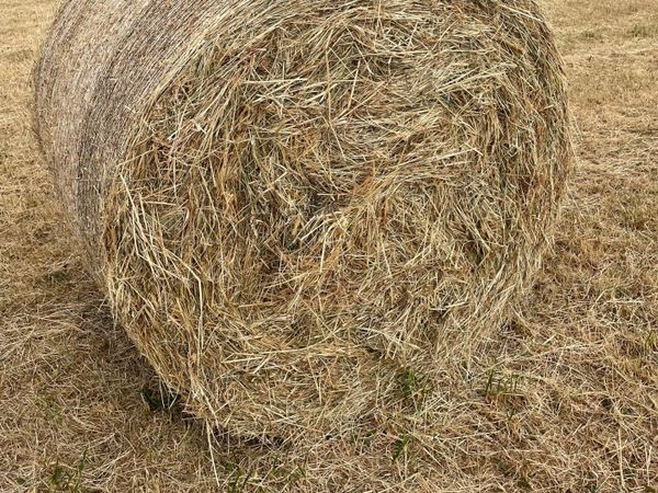 Top Quality Hay for sale